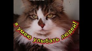 Кошки с озвучкой.