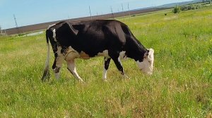30 мая выгнали 🐮коров🐮 на пастбище.