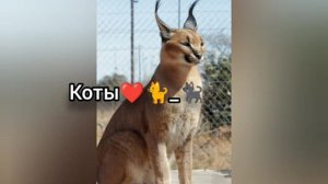 Мои самые любимые животные❤️|Кошка Катя•••|🌺💛