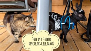 Пёс Кубик поздравляет Машу с ДР. Кошка Морошка впервые видит живого козла. Это съедобное?