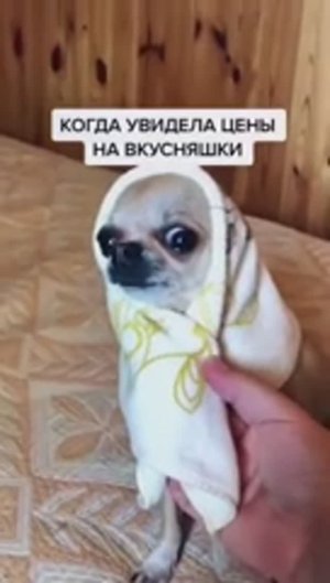 Жизнь на пенсии У кого кошечки, у меня собачки Для тех кому грустно  cобаки чихуахуа