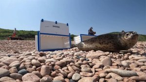 Четырех тюленей-ларг выпустили в море после реабилитации в Приморье: видео.