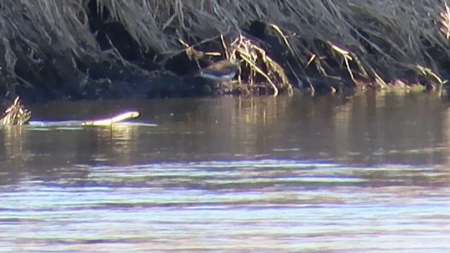 Репортажи с Ижоры / 2 мая 2026 /  Ондатра,водяной пастушок,утки.