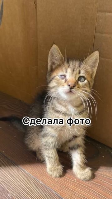 #бездомныеживотныероссии #спасли