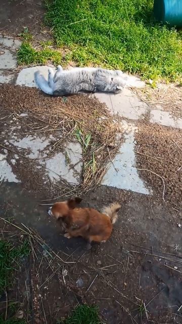 Кошка и собака живут дружно