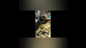 @0042  ПРАВИЛЬНАЯ  ЧИСТКА  сливной ямы: с ПРОМЫВКОЙ двумя кубами воды.