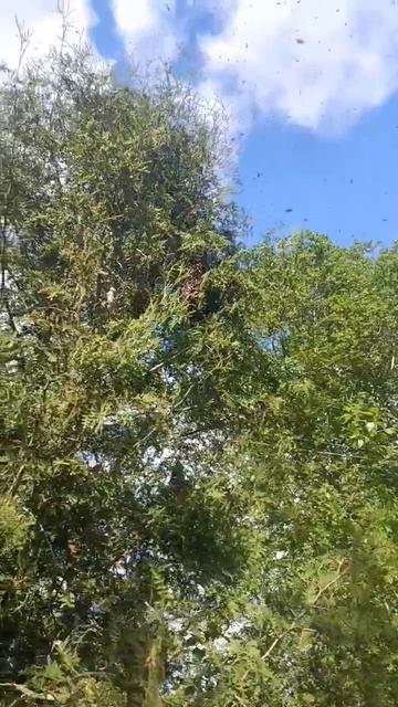 Три роя на одном дереве