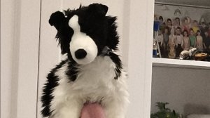 Влог  + кормежка  окси