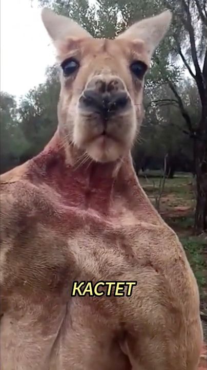 Кенгуру — главный отморозок Австралии
