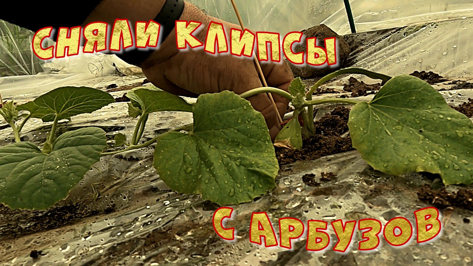 СНЯЛИ КЛИПСЫ С АРБУЗОВ