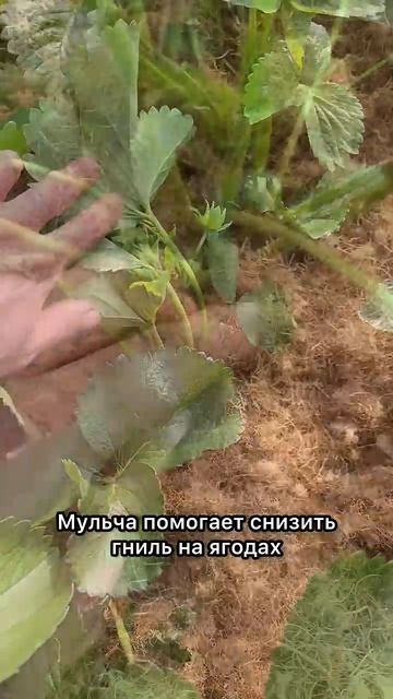 Кокосовая мульча для клубники