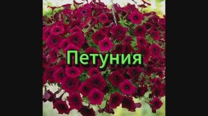 Петуния