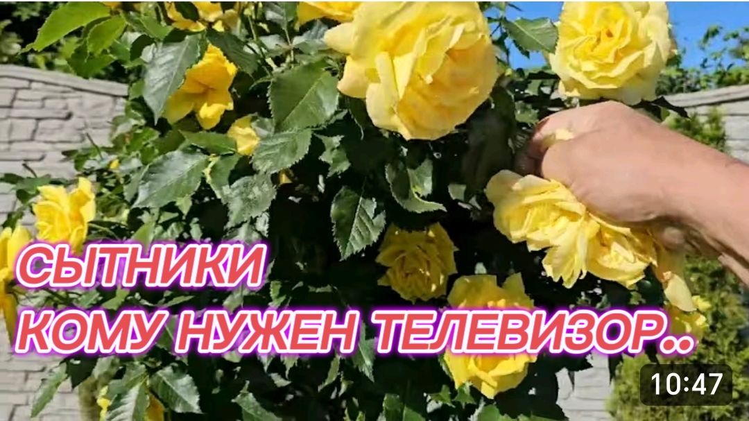 САМВЕЛ АДАМЯН, СЫТНИКИ, КОМУ НУЖЕН ТЕЛЕВИЗОР..