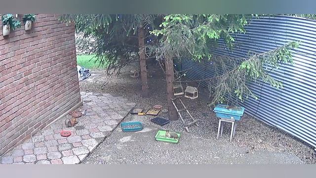 шумные белки
