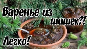 Варенье из сосновой шишка. Как сварить варенье из шишки сосны.