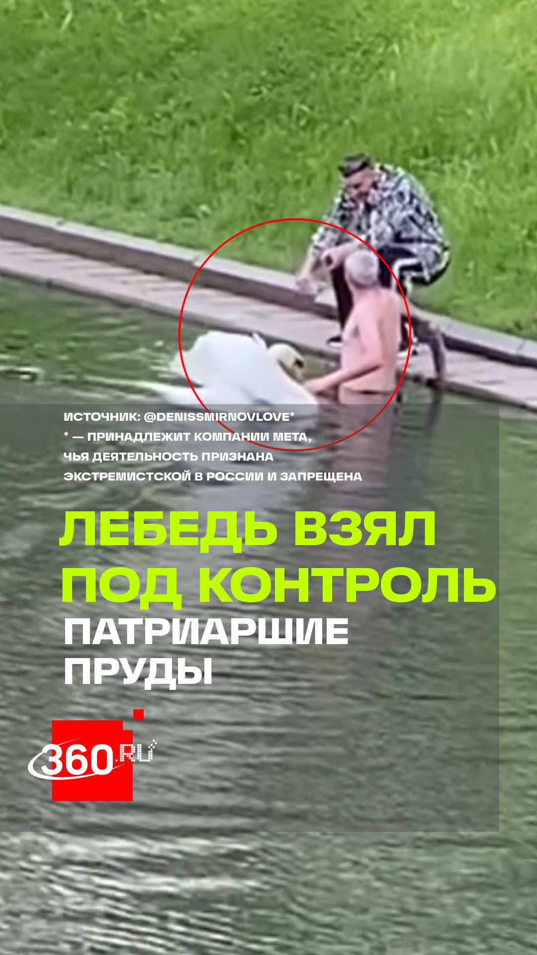 Водная полиция: лебедь прогнал купальщика с Патриарших прудов