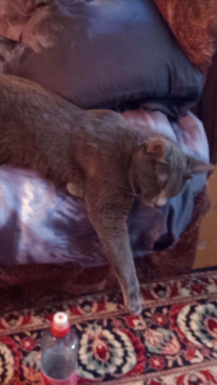 Сладкий сон кота Атоса #shorts #котатос #животные #коты #кошачийсон
