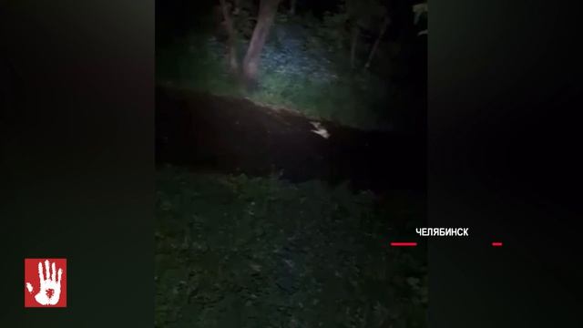 В Миасском неизвестные выбросили в мусорный бак новорожденных котят
