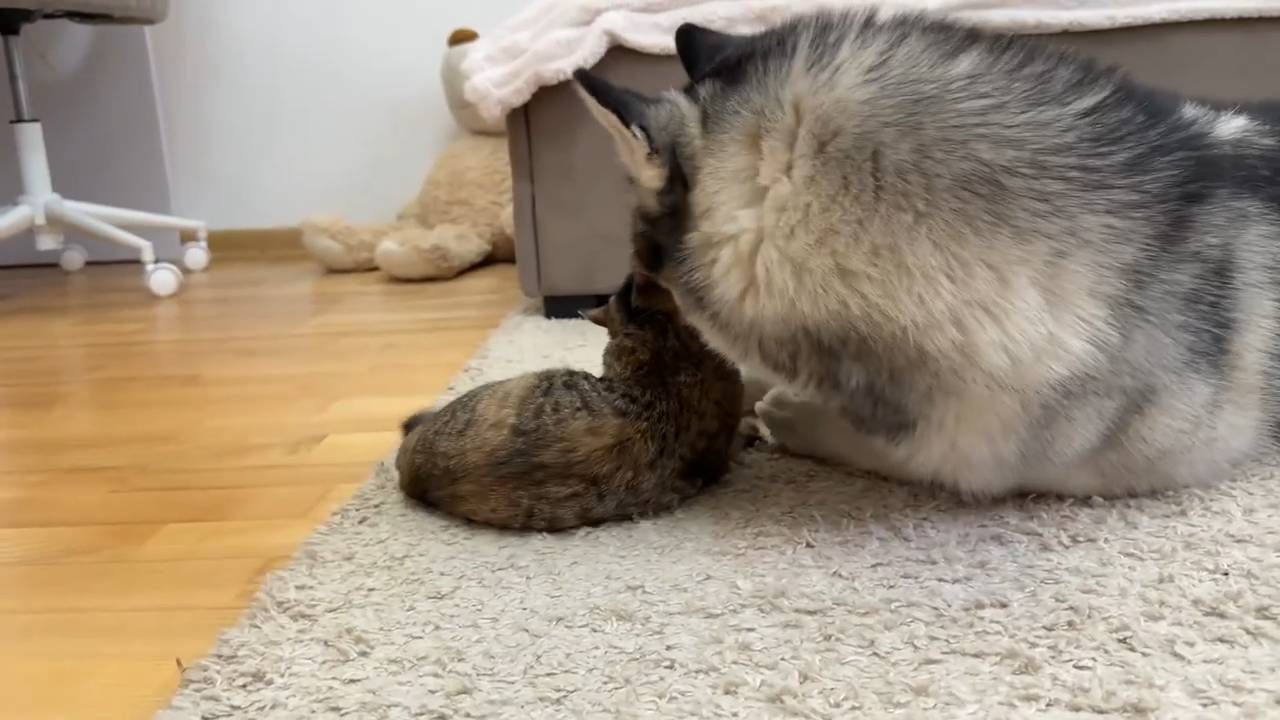 Самая милая игра котенка и хаски – просто невероятная милота!