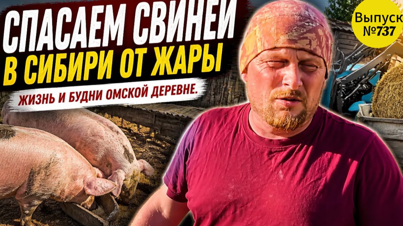 Жара в Сибири: как мы спасаем поросят от перегрева! смотреть онлайн