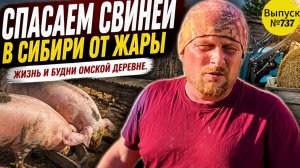 Жара в Сибири: как мы спасаем поросят от перегрева!