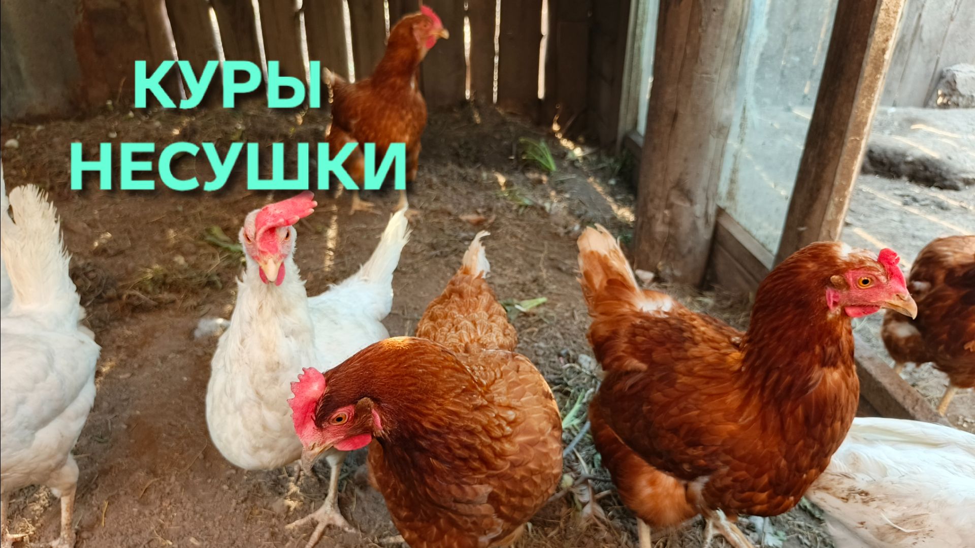 Куры-несушки вечерний сбор яиц 02.06.2026
