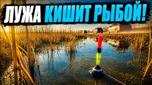 ТАКОГО Я ЕЩЁ НЕ ВИДЕЛ! Закинул в ЛУЖУ у ДОРОГИ и клюёт ДУРОМ! Бешеная рыбалка 2026!