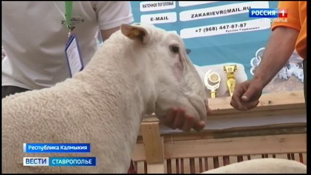 В Элисте  подводят итоги 26-ой Российской выставка овец и коз