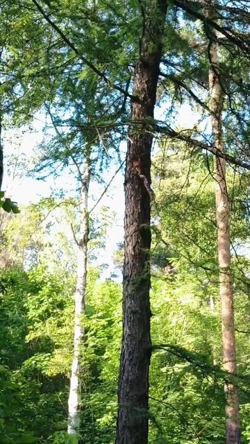 ❗Парковая Белка 🐿️🍓☘️ на прогулке  😁