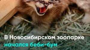 В Новосибирском зоопарке начался беби-бум