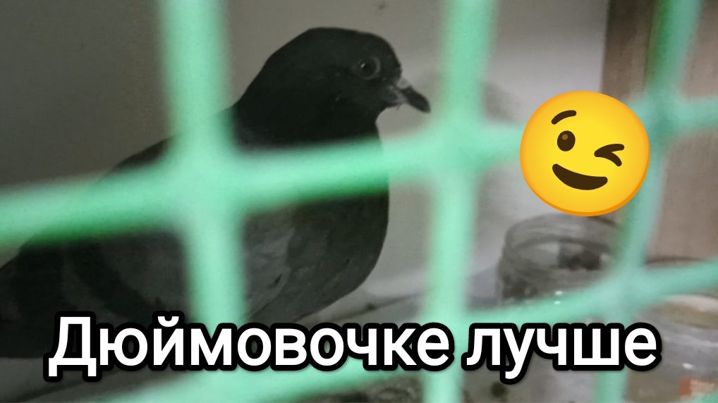 02-06-2026. Дюймовочке лучше / Намечаются новости.