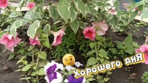 ВСЕМ ХОРОШЕГО ДНЯ🙏💕. ВТОРОЙ ДЕНЬ ЛЕТА.        ПОТЕПЛЕЛО НЕМНОГО.