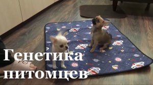 В ЛНР теперь можно сделать генетический тест для питомцев