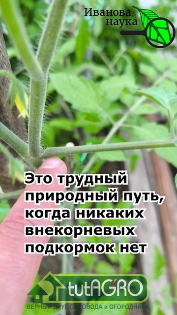 🛑Никогда не делайте ЭТОГО с томатами! Опасная ошибка во время цветения! Как сохранить завязи томата