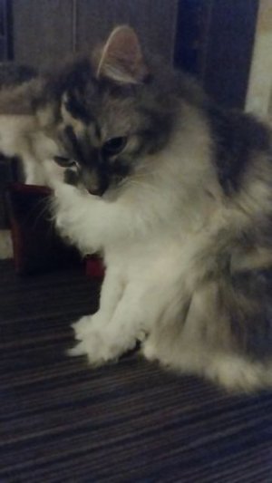 у нас с животными контракт души)