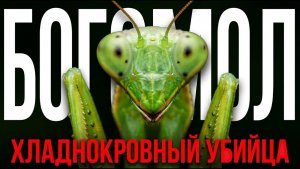 Богомол — идеальный убийца почему его боятся даже хищники