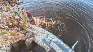ПРОВЕРКА СЕТЕЙ НА ОЗЕРЕ. РЫБЫ НАВАЛИЛО, ЧТО НЕ УНЕСТИ. МЕТКИЙ ВЫСТРЕЛ ПО УТКАМ.