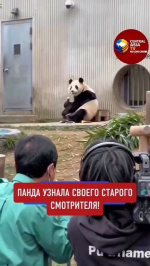 ПАНДА УЗНАЛА СВОЕГО СМОТРИТЕЛЯ 🐼