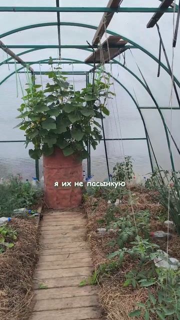 Подробная статья про бочку для огурцов на Дзене