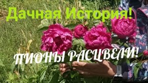 ДАЧНАЯ ИСТОРИЯ! ПИОНЫ РАСЦВЕЛИ!