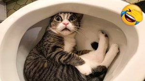 Самые смешные собаки и кошки 2026 года😼🐶Постарайтесь не смеяться😜