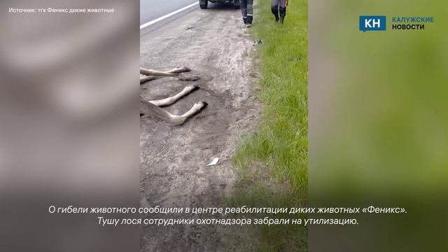 Сбитого автомобилем лося нашли в Калужской области смотреть онлайн
