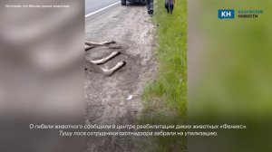 Сбитого автомобилем лося нашли в Калужской области