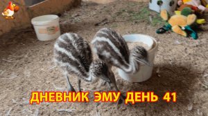 Дневник страусят Эму день 41