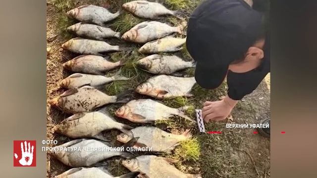 Житель Верхнего Уфалея поймал 18 лещей сетями и попал под суд