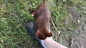 Чезара #цена 50 тр #купить_щенка_чихуахуа_продаю +79215950848