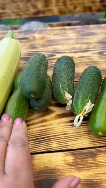 Холодно,  но урожай собираем 🥒❤️