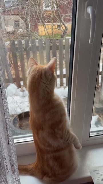 Кот смотрит в окно.