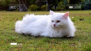 🐾 Мама-кошка подстригает шерсть на ферме и делает тигровую шапку для котят дома 🐯🎩
