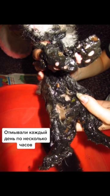 Котенка спасли !